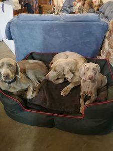 39685718_10156319292678673_203956795612332032_n